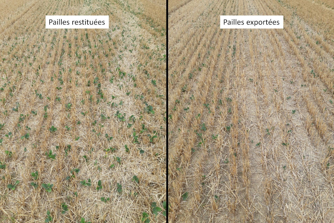 Comparaison des levées de radis selon le mode de gestion des résidus