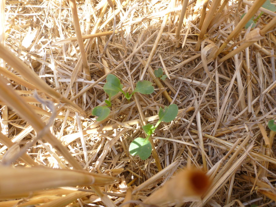 Levée de radis semé à la volée dans le blé précédent