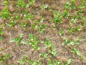 Couverture du sol par le radis au 28/08